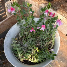 Cupid Pink Window Box Sweet Pea