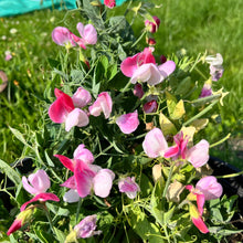 Cupid Pink Window Box Sweet Pea