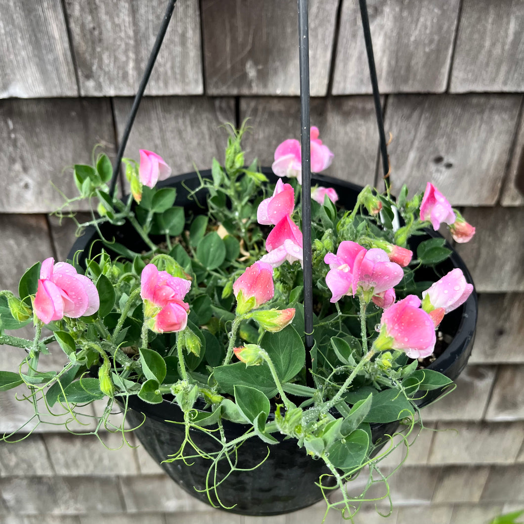 Cupid Pink Window Box Sweet Pea
