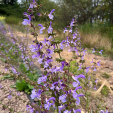 Emil’s Bee Garden Salvia