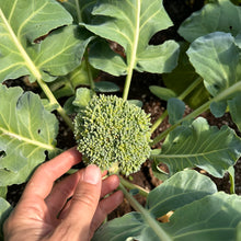 Dandy Early Broccoli