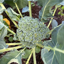 Dandy Early Broccoli