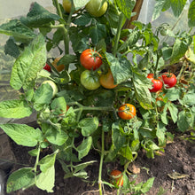 Doukhobor Tomato