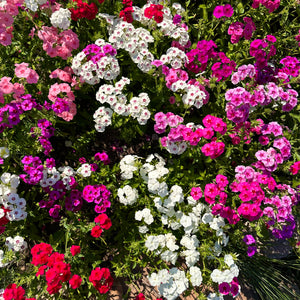 Phlox Drummondii Mix