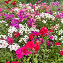 Phlox Drummondii Mix