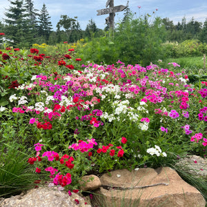 Phlox Drummondii Mix