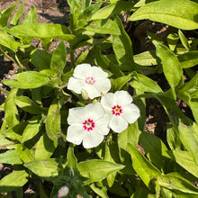 Phlox Drummondii Mix