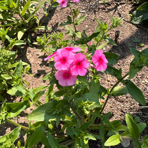 Phlox Drummondii Mix