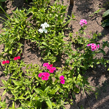 Phlox Drummondii Mix