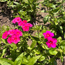 Phlox Drummondii Mix