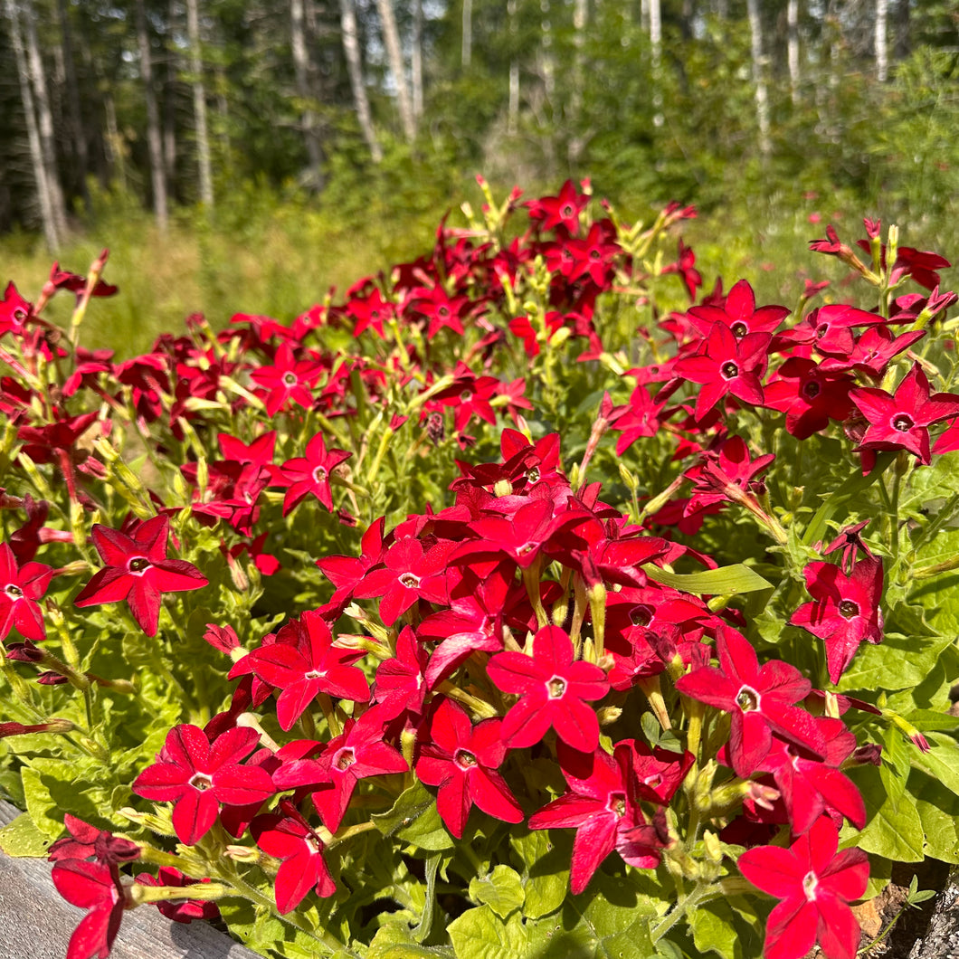 Dwarf Red Nicotiana