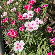 Dwarf Godetia
