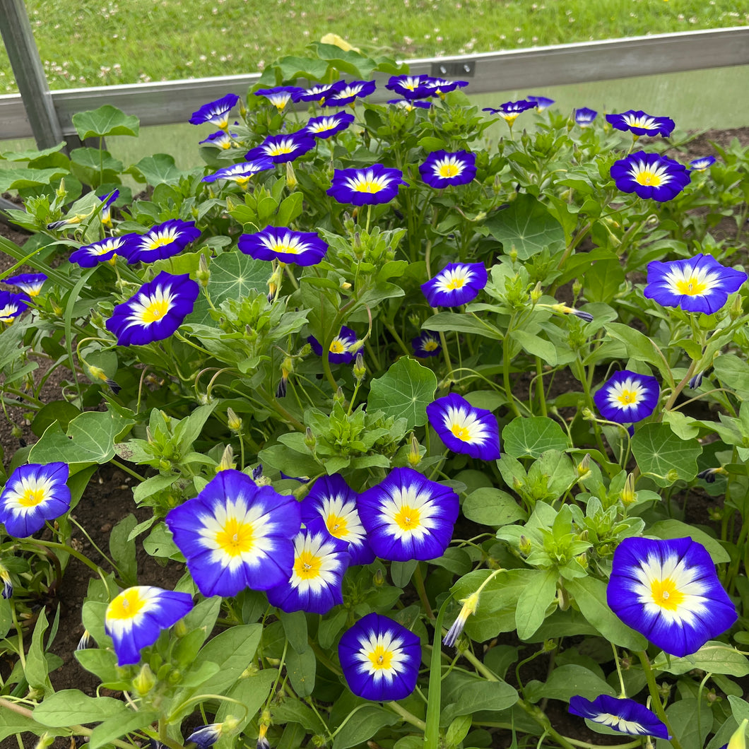 Dwarf Bush Morning Glory