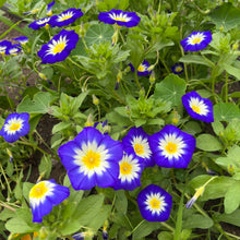 Dwarf Bush Morning Glory