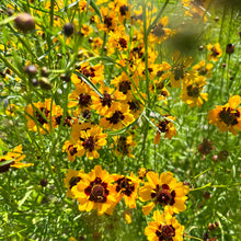 Dyer's Coreopsis