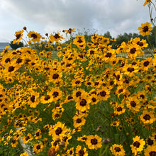 Dyer's Coreopsis