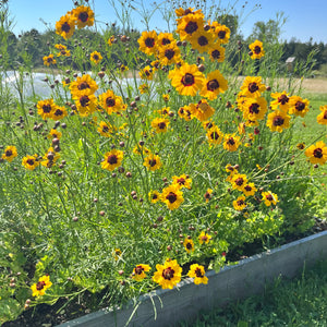 Dyer's Coreopsis