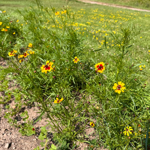 Dyer's Coreopsis