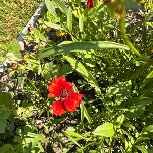 Dyer's Coreopsis