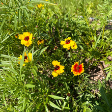 Dyer's Coreopsis