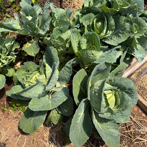 Early Jersey Wakefield Cabbage