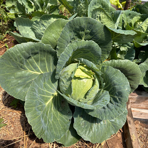 Early Jersey Wakefield Cabbage