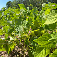 Eastern Black Wax Bush Bean