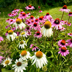 Elsie's Echinacea Mix