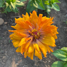 Elsie’s Spiked Zinnia Mix
