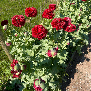 Emil's Scarlet Peony Poppy