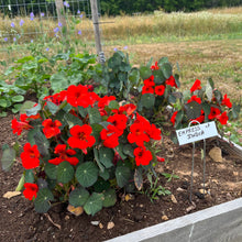 Empress of India Nasturtium