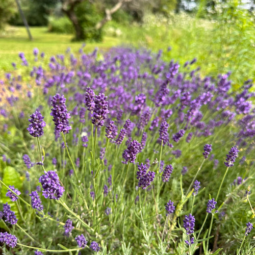 English Lavender