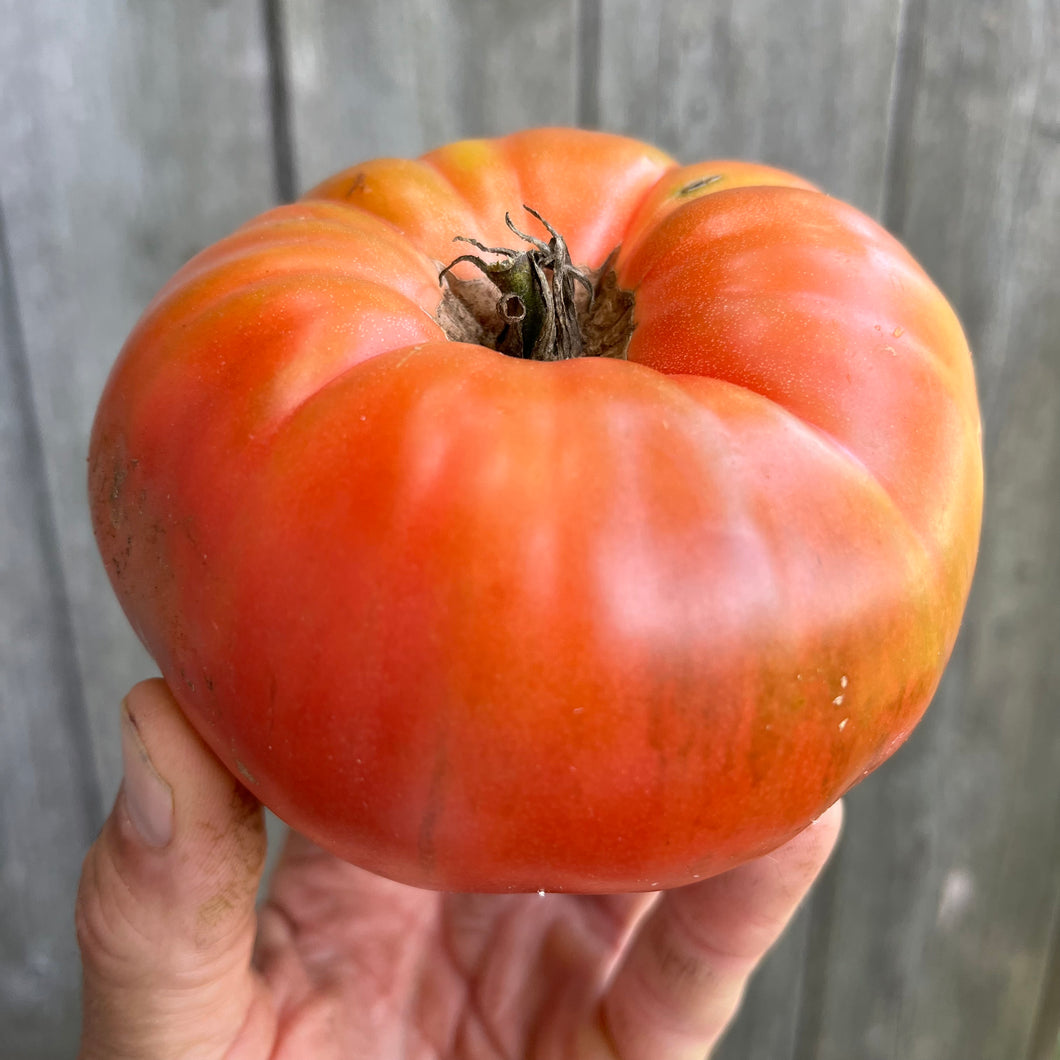 Ferris Wheel Tomato