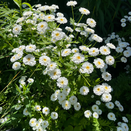 Feverfew Matricaria