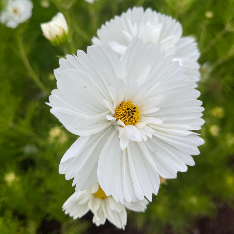 Fizzy White Cosmos – Revival Seeds