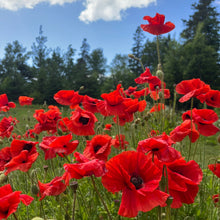 Flanders Red Poppy