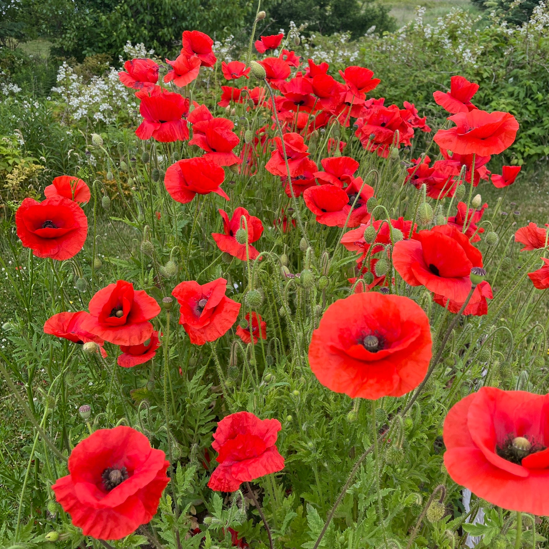 planting flanders poppy seeds Flanders Red Poppy – Revival Seeds