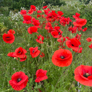 Flanders Red Poppy – Revival Seeds