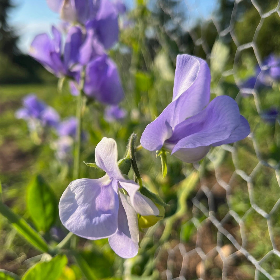 Flora Norton Sweet Pea