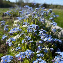 Forget-Me-Nots