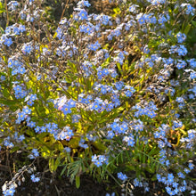 Forget-Me-Nots