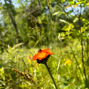 Fox and Cubs