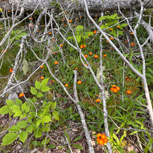 Fox and Cubs