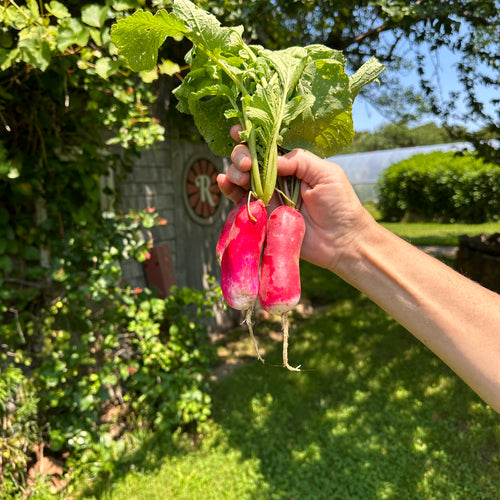 French Breakfast Radish