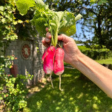 French Breakfast Radish