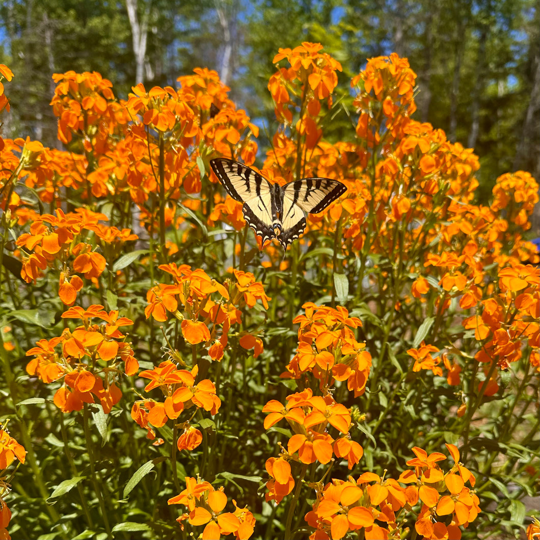 Siberian Wallflower