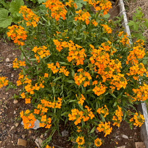 Siberian Wallflower