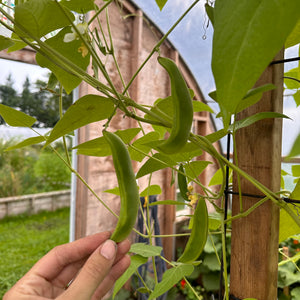 Garden King Lima Bean