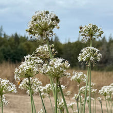 Garlic Chives
