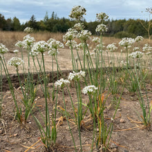 Garlic Chives